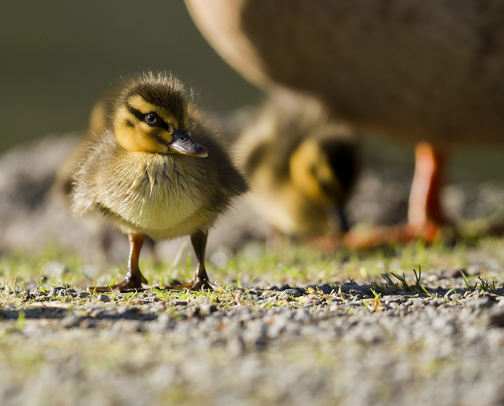 Mum will keep me safe