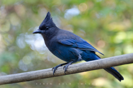 Steller Jay