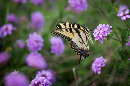 lavender with an accent of yellow