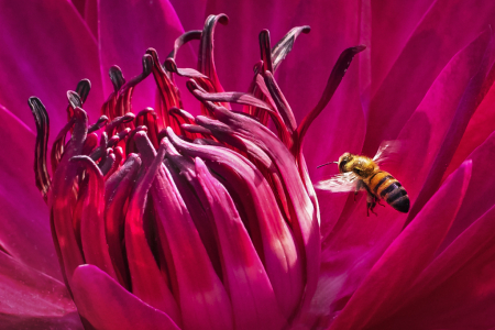 Approaching the Water Lily  