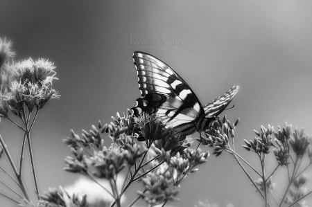 B&W Butterfly