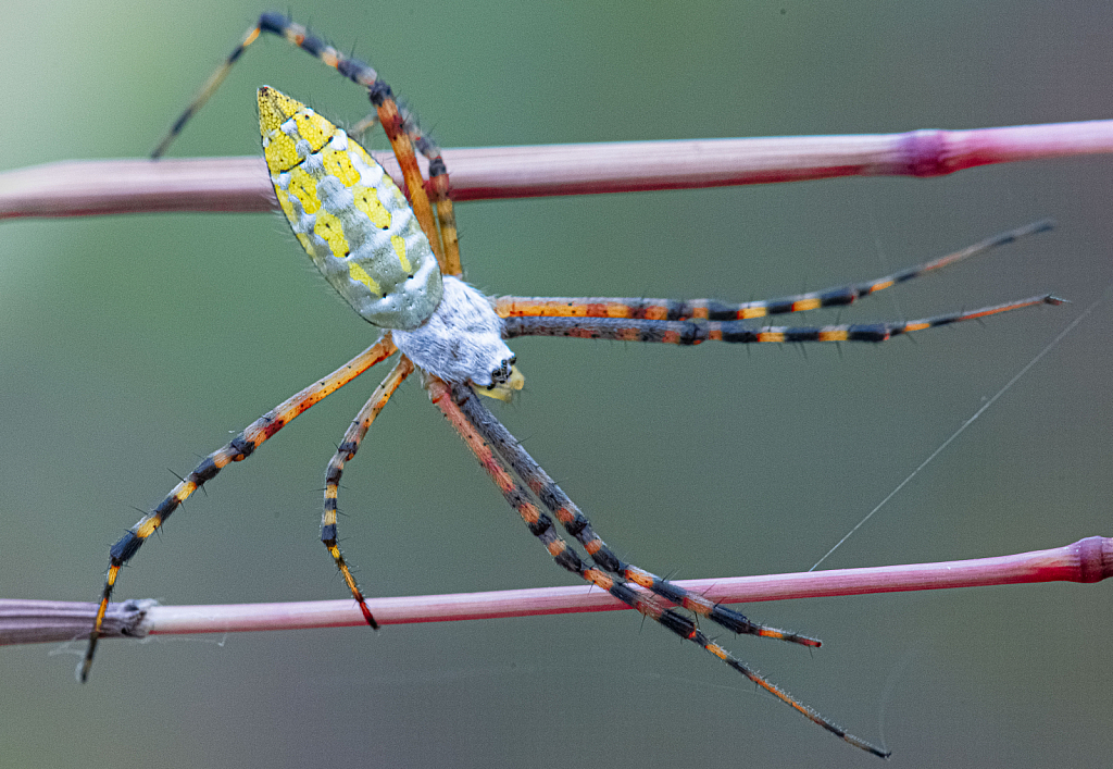 Yellow Garden Spider on Parallel Bars