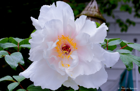 Peony