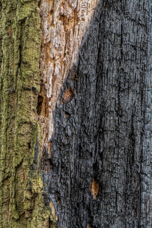 Damaged Tree Trunk