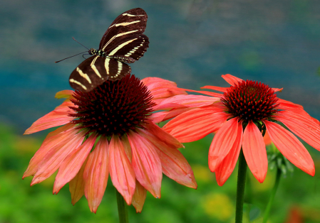 Zebra on Cone Flower