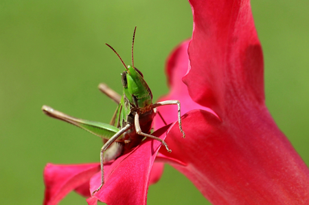 Hopper in Pink