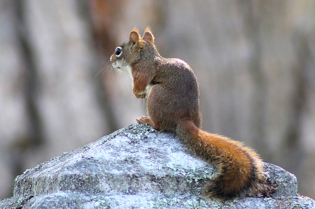 Squirrel #2