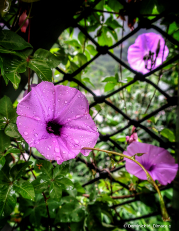 ~ ~ MORNING GLORY IN THE RAIN ~ ~ 