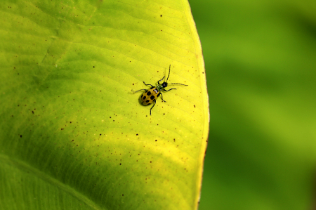 Bug On A Leaf