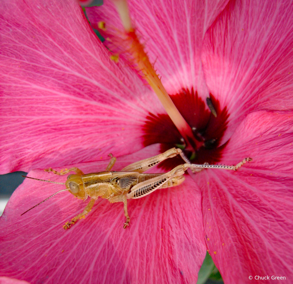 Hopper Snack