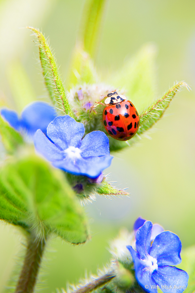 Cute Ladybug