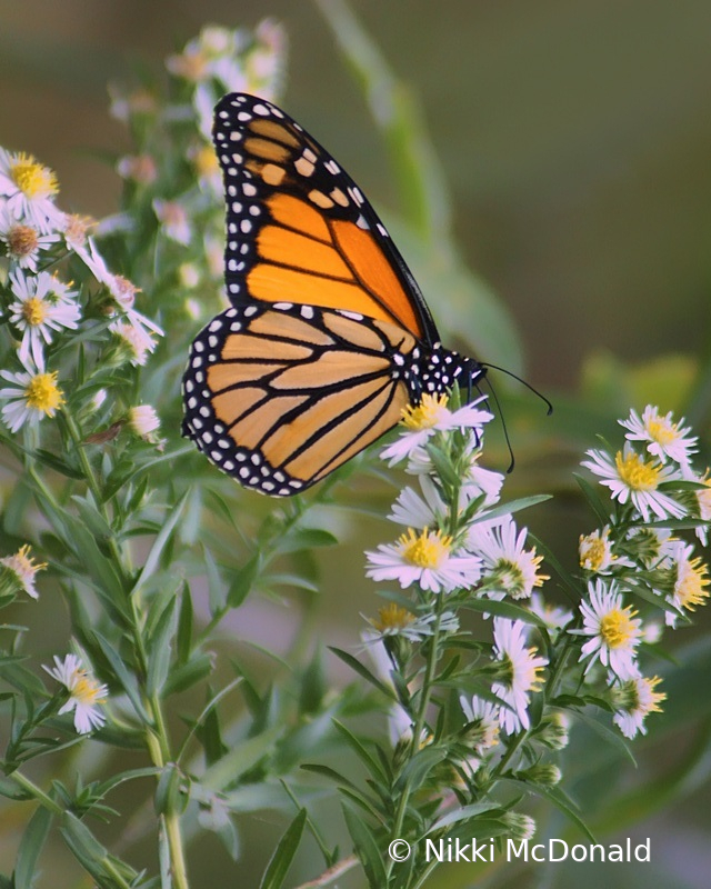 Monarch on Wild Aster