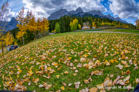 Fisheye Fall