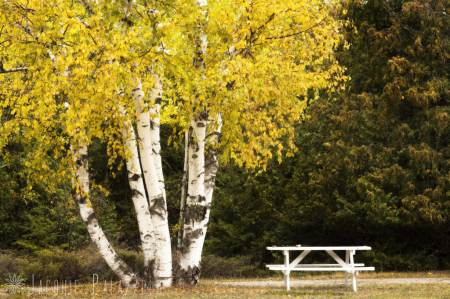 Birch Picnic