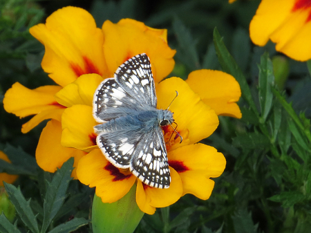 Tiny Butterfly