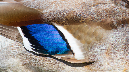 Close Up of a Male Mallard