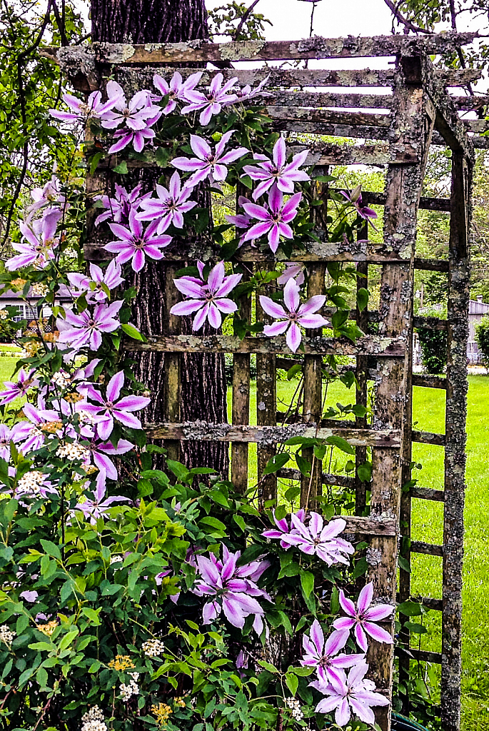 Trellis and Flowers