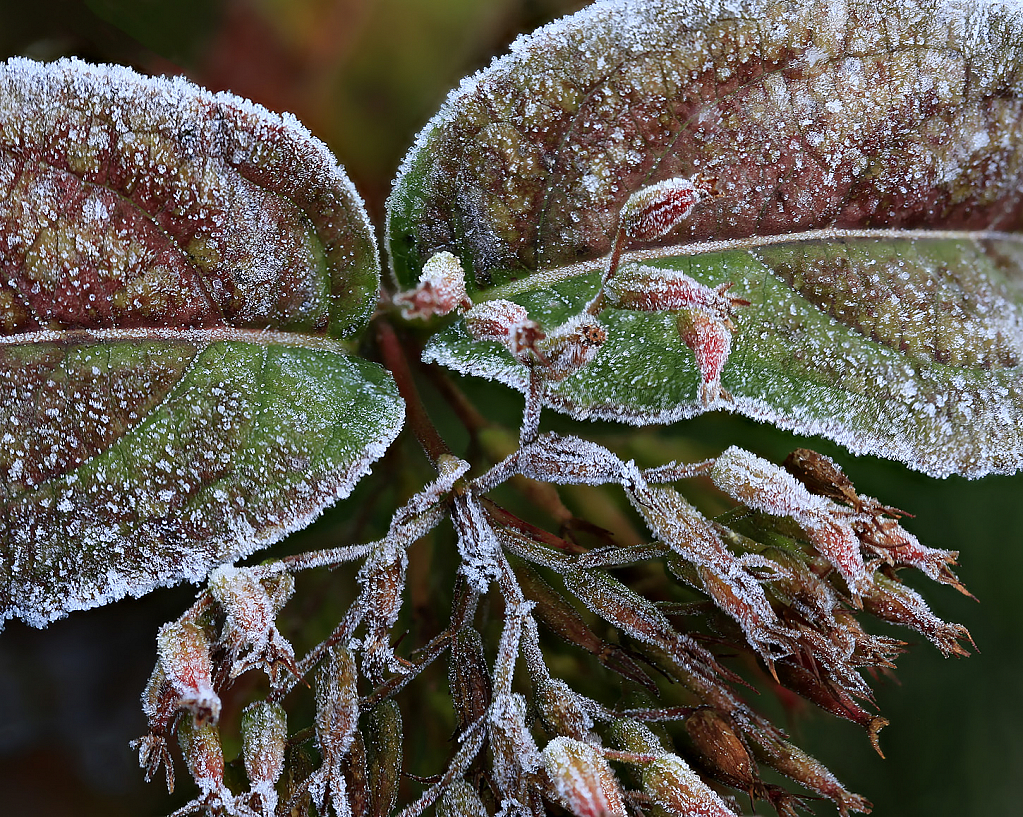 Frosted Leaves