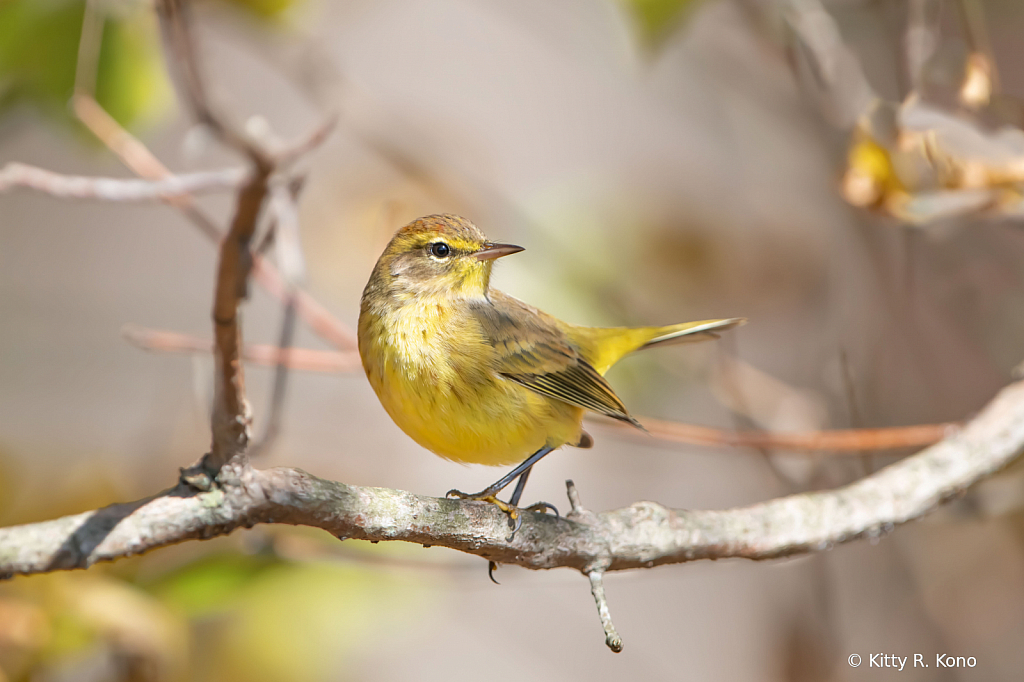 The Beautiful Palm Warbler