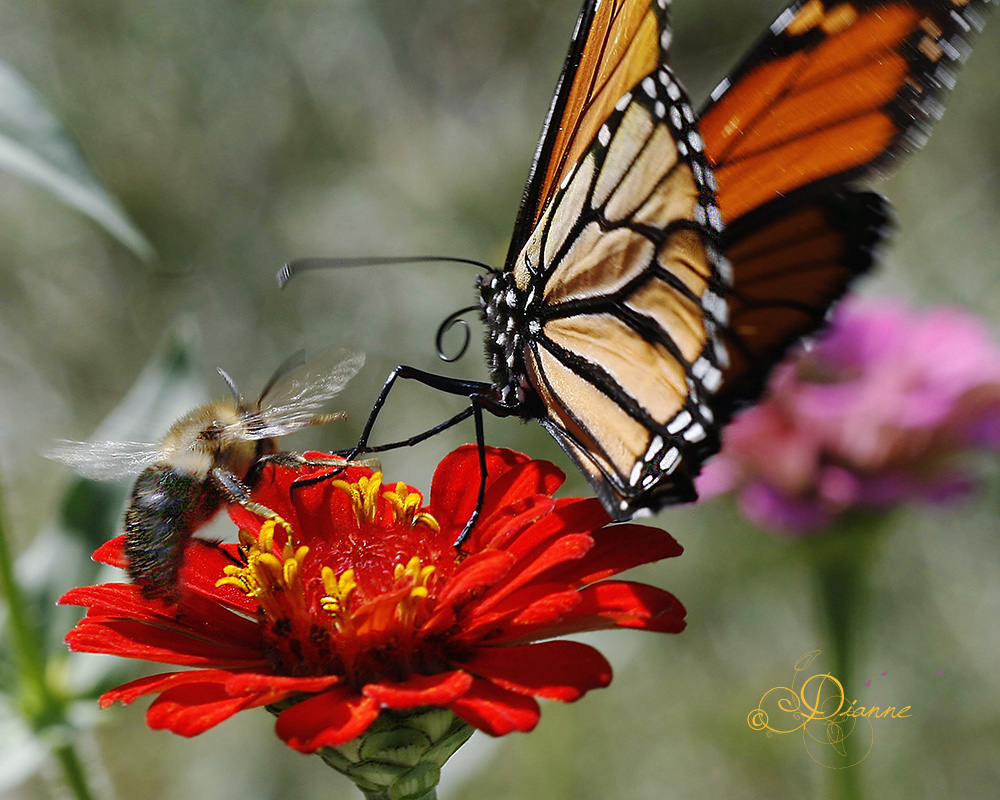 Butterfly And Bee