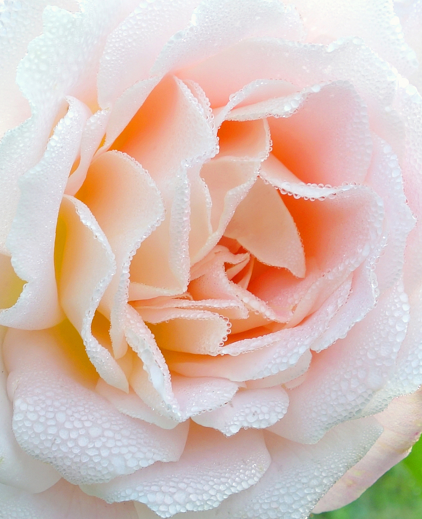 Rose in morning dewdrops.