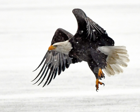 The Snow and the Eagle