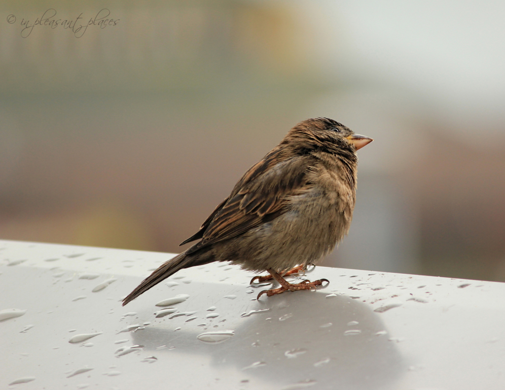 Yep, Still Raining