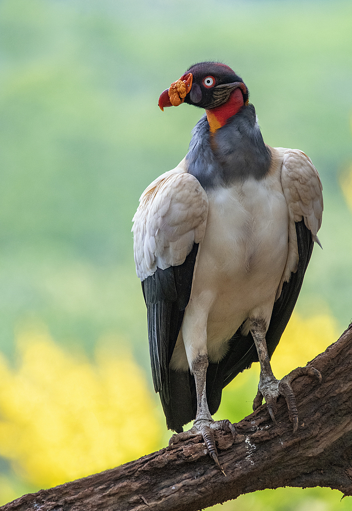 King Vulture