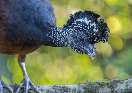 Grat Curassow