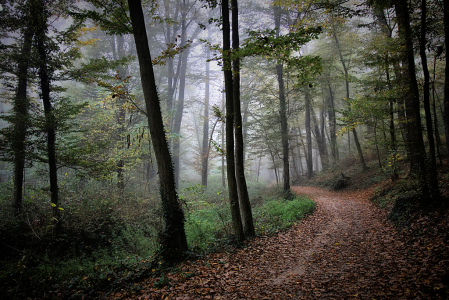 Walk in a Park