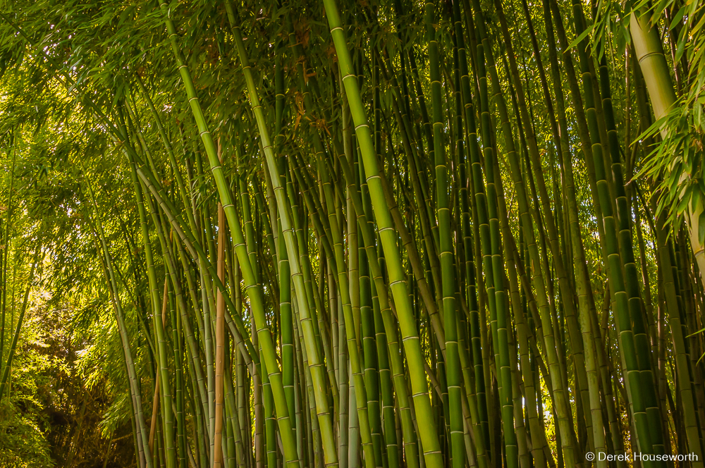 Timber Bamboo