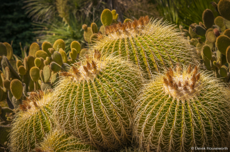 Golden Barrel Cacti