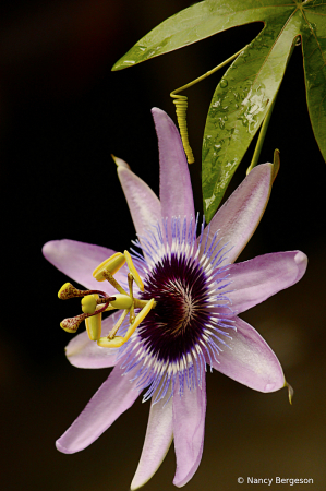 Passion Flower