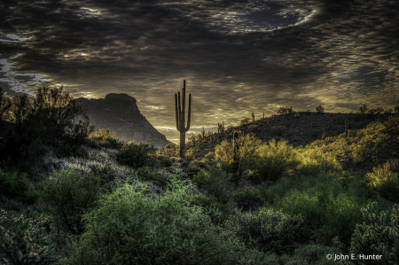 Solo Cactus at Coon Bluff