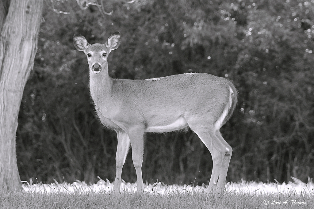 B&W Deer