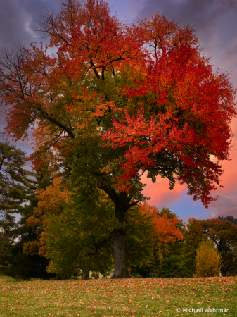 Tree and sky colors