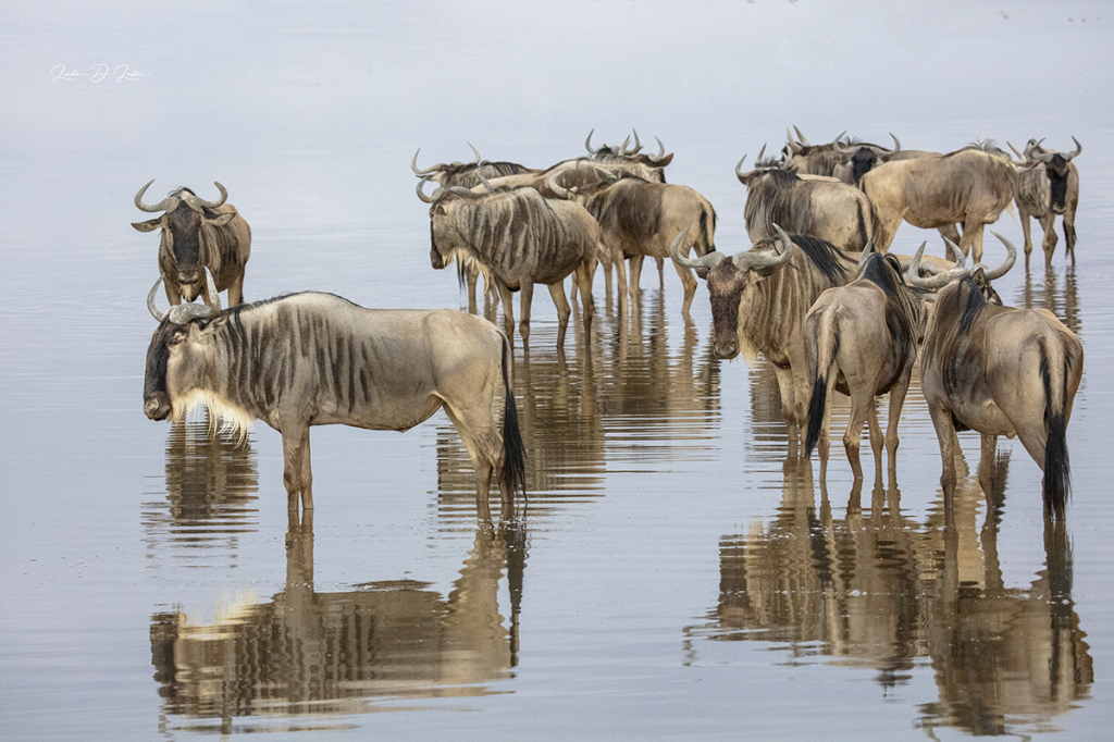 Wildebeest Reflecting