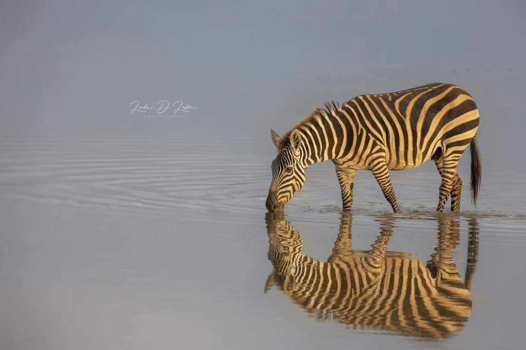 Morning Refection in Africa