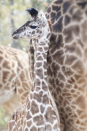 Baby Giraffe 