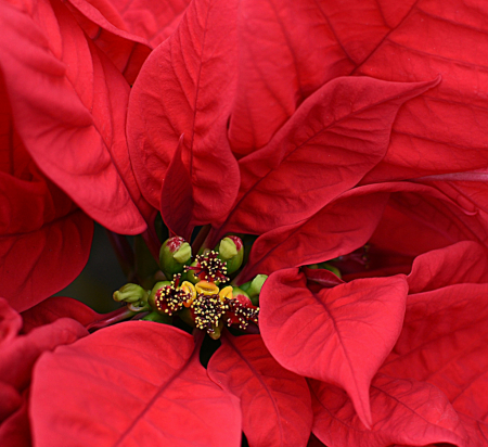 Poinsettia Red