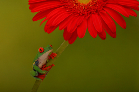 Red Eyed Tree Frog on Gerber