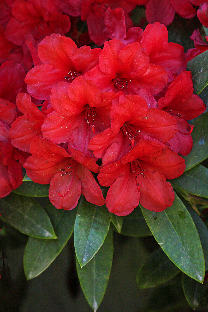 Red rhododendron flowers