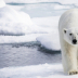 © Sydna  Stout PhotoID # 15781135: polar bear on ice