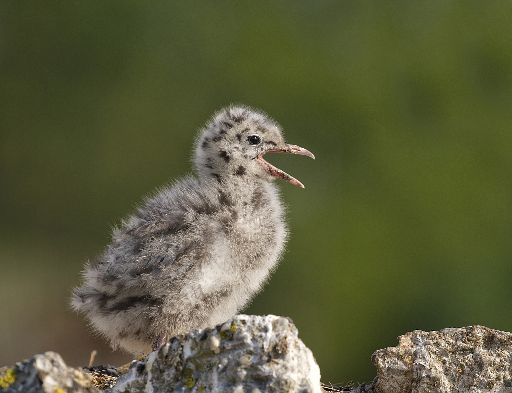 Black-billed gull chick