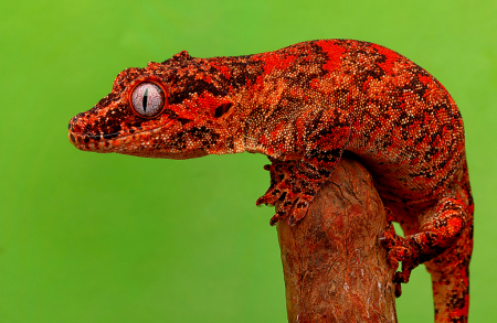 Red Gecko