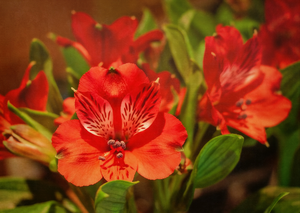 Red and Green Bouquet