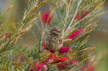 Sparrow in grevillia bush