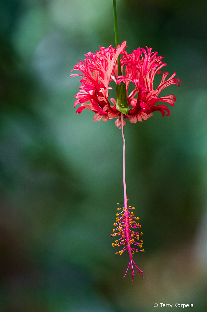 Berkeley Botanical Garden