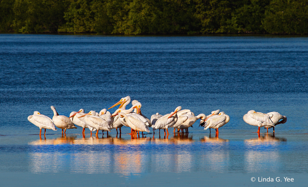 Florida Showbirds