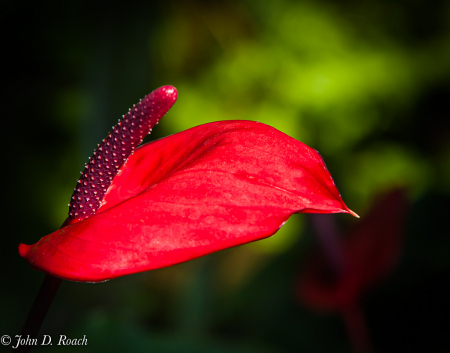 Anthurium Blossom